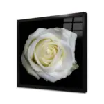 Siyah Fon Üzerinde Beyaz Gül | Kanvas Tablo | Cam Tablo | Mdf Tablo | A03203 - Görsel 3