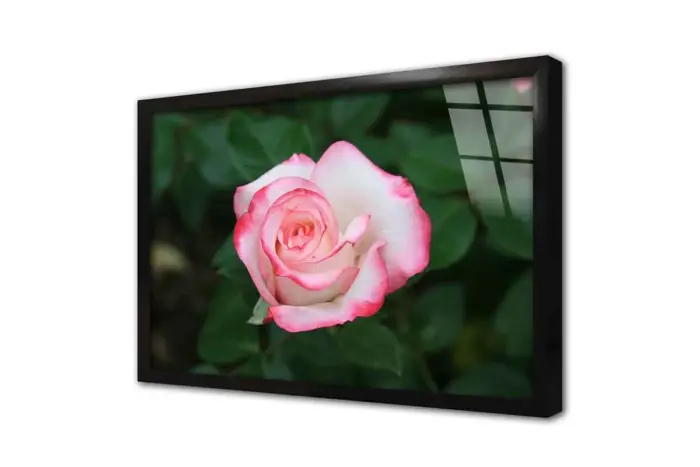 Pembe Gül | Kanvas Tablo | Cam Tablo | Mdf Tablo | A03352 - Görsel 3