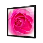 Yakın Çekim Pembe Gül | Kanvas Tablo | Cam Tablo | Mdf Tablo | A03598 - Görsel 3