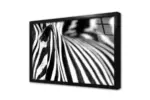 Yakın Çekim Zebra | Kanvas Tablo | Cam Tablo | Mdf Tablo | A32028 - Görsel 3