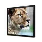 Yakın Çekim Aslan | Kanvas Tablo | Cam Tablo | Mdf Tablo | A32074 - Görsel 3