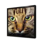 Kedi Yavrusu | Kanvas Tablo | Cam Tablo | Mdf Tablo | A32078 - Görsel 3