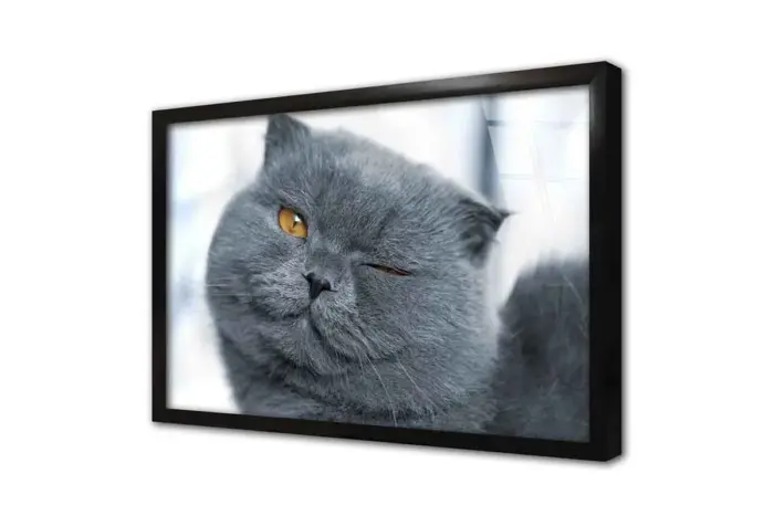 Gri Kedi | Kanvas Tablo | Cam Tablo | Mdf Tablo | A32113 - Görsel 3