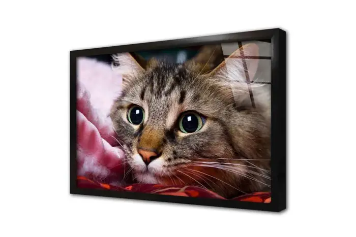 Kedi | Kanvas Tablo | Cam Tablo | Mdf Tablo | A32230 - Görsel 3