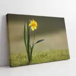 Sarı Renkli Nergis | Kanvas Tablo | Cam Tablo | Mdf Tablo | A03020