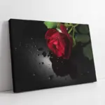 Siyah Fon Üzerinde Kırmızı Gül | Kanvas Tablo | Cam Tablo | Mdf Tablo | A03079