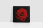 Siyah Fon Üzerinde Kırmızı Gül | Kanvas Tablo | Cam Tablo | Mdf Tablo | A03164 - Görsel 2