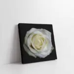 Siyah Fon Üzerinde Beyaz Gül | Kanvas Tablo | Cam Tablo | Mdf Tablo | A03203