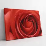 Makro Çekim Kırmızı Gül | Kanvas Tablo | Cam Tablo | Mdf Tablo | A03206