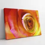 Makro Çekim Gül | Kanvas Tablo | Cam Tablo | Mdf Tablo | A03209