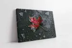 Siyah Fonda Kırmızı Yaprak | Kanvas Tablo | Cam Tablo | Mdf Tablo | A03214