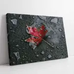 Siyah Fonda Kırmızı Yaprak | Kanvas Tablo | Cam Tablo | Mdf Tablo | A03214