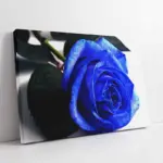 Beyaz Fonda Mavi Gül | Kanvas Tablo | Cam Tablo | Mdf Tablo | A03219