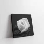 Siyah Fonda Beyaz Çiçek | Kanvas Tablo | Cam Tablo | Mdf Tablo | A03220