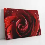 Kırmızı Gül Yakın Çekim | Kanvas Tablo | Cam Tablo | Mdf Tablo | A03241