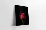 Kırmızı Gül | Kanvas Tablo | Cam Tablo | Mdf Tablo | A03246