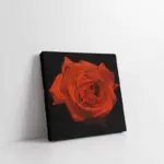 Gül Çizim | Kanvas Tablo | Cam Tablo | Mdf Tablo | A03259