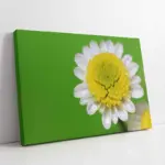 Makro Çekim Papatya | Kanvas Tablo | Cam Tablo | Mdf Tablo | A03264