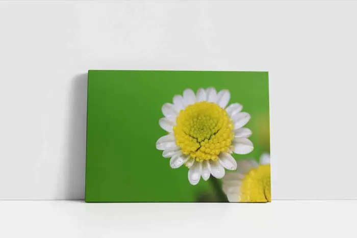Makro Çekim Papatya | Kanvas Tablo | Cam Tablo | Mdf Tablo | A03264 - Görsel 2
