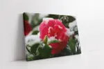 Karlanmış Çiçek | Kanvas Tablo | Cam Tablo | Mdf Tablo | A03293