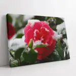Karlanmış Çiçek | Kanvas Tablo | Cam Tablo | Mdf Tablo | A03293
