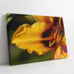 Makro Çekim Çiçek | Kanvas Tablo | Cam Tablo | Mdf Tablo | A03305