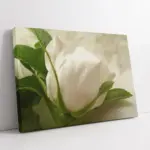 Beyaz Gül | Kanvas Tablo | Cam Tablo | Mdf Tablo | A03310