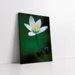 Beyaz Çiçek | Kanvas Tablo | Cam Tablo | Mdf Tablo | A03313