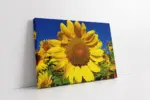 Ayçiçeği | Kanvas Tablo | Cam Tablo | Mdf Tablo | A03314