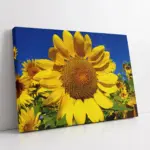 Ayçiçeği | Kanvas Tablo | Cam Tablo | Mdf Tablo | A03314