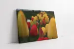 Sarı Kırmızı Laleler | Kanvas Tablo | Cam Tablo | Mdf Tablo | A03323