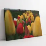 Sarı Kırmızı Laleler | Kanvas Tablo | Cam Tablo | Mdf Tablo | A03323