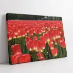 Pembe Çiçek Bahçesi | Kanvas Tablo | Cam Tablo | Mdf Tablo | A03327