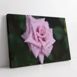 Pembe Gül | Kanvas Tablo | Cam Tablo | Mdf Tablo | A03340