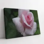 Pembe Gül | Kanvas Tablo | Cam Tablo | Mdf Tablo | A03343