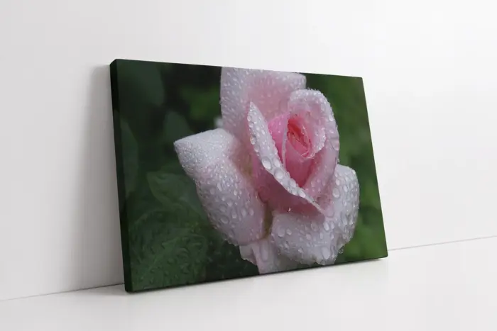 Pembe Gül | Kanvas Tablo | Cam Tablo | Mdf Tablo | A03343 - Görsel 1
