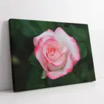 Pembe Gül | Kanvas Tablo | Cam Tablo | Mdf Tablo | A03352