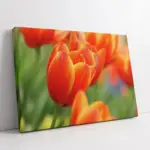 Kırmızı Laleler | Kanvas Tablo | Cam Tablo | Mdf Tablo | A03359