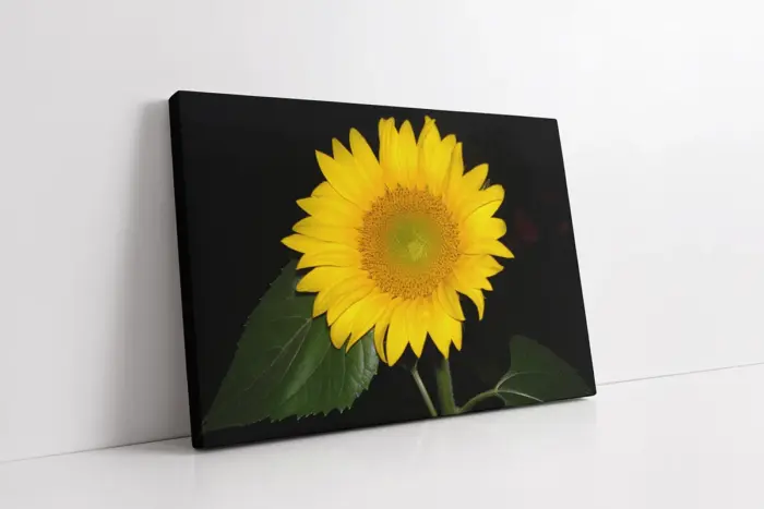 Ayçiçeği | Kanvas Tablo | Cam Tablo | Mdf Tablo | A03406 - Görsel 1