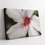 Makro Çekim Çiçek | Kanvas Tablo | Cam Tablo | Mdf Tablo | A03408