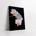 Beyaz Çiçek | Kanvas Tablo | Cam Tablo | Mdf Tablo | A03487