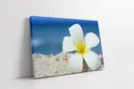 Beyaz Çiçek | Kanvas Tablo | Cam Tablo | Mdf Tablo | A03512