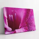 Pembe Çiçek Makro | Kanvas Tablo | Cam Tablo | Mdf Tablo | A03522