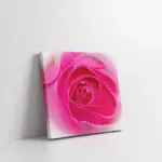 Yakın Çekim Pembe Gül | Kanvas Tablo | Cam Tablo | Mdf Tablo | A03598