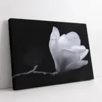 Saf Beyaz Çiçek | Kanvas Tablo | Cam Tablo | Mdf Tablo | A03615