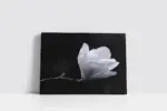 Saf Beyaz Çiçek | Kanvas Tablo | Cam Tablo | Mdf Tablo | A03615 - Görsel 2