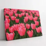 Lalelerin Aşkı | Kanvas Tablo | Cam Tablo | Mdf Tablo | A03645