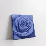 Gül Ve Üzerindeki Su Damlacıkları | Kanvas Tablo | Cam Tablo | Mdf Tablo | A03647