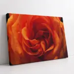 Yakın Çekim Gül | Kanvas Tablo | Cam Tablo | Mdf Tablo | A03655