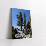 Orman | Kanvas Tablo | Cam Tablo | Mdf Tablo | A20478